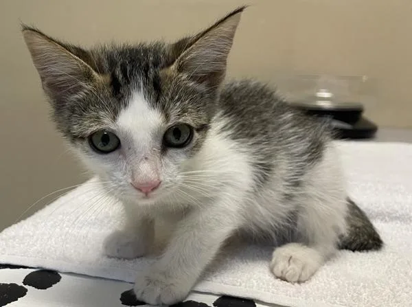 A baby small-sized female Domestic Short Hair cat named Uma for adoption in Oceanside, CA