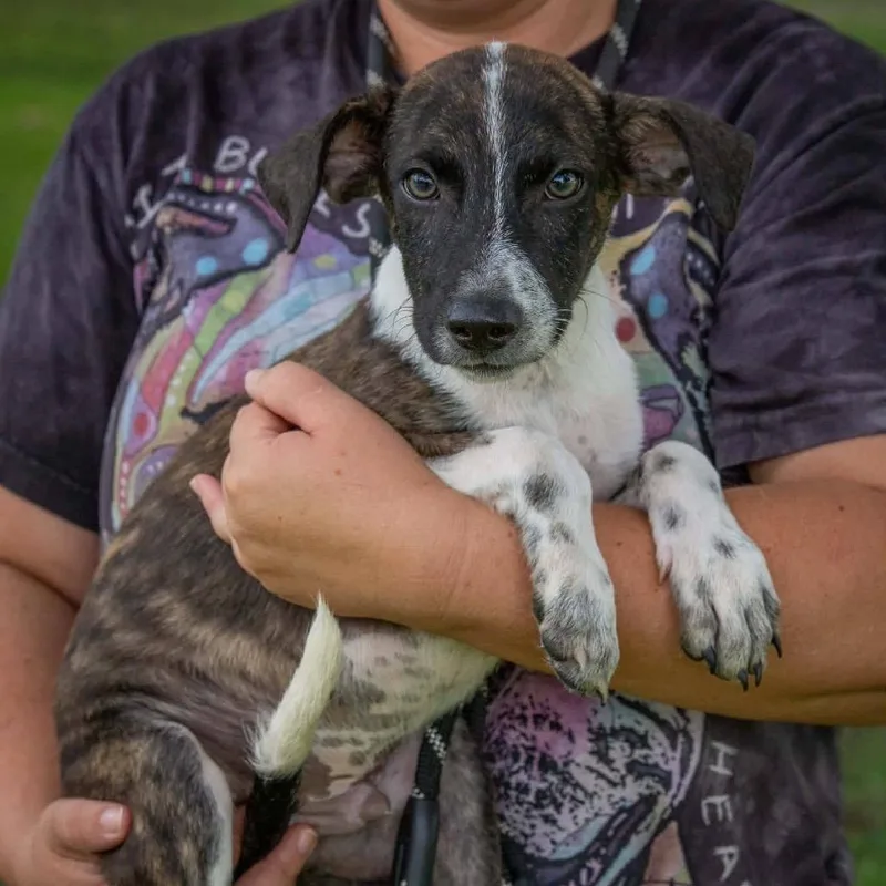 A baby medium-sized male Mixed Breed dog named Carter for adoption in Monticello, IA