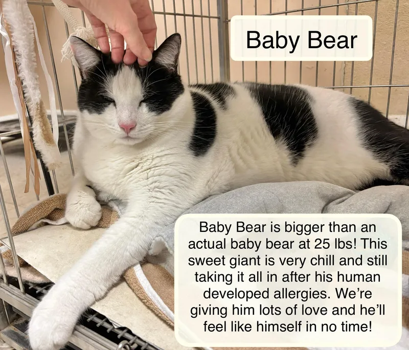 An adult extra large-sized male Domestic Short Hair cat named Baby Bear for adoption in Ellicott City, MD