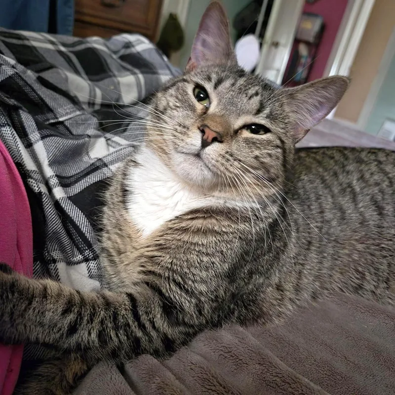 A young medium-sized female Tabby cat named Thumbelina for adoption in Jamaica Plain, MA
