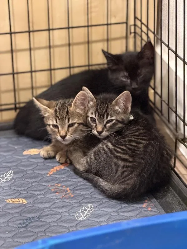 A baby small-sized male Domestic Medium Hair cat named Amaranth for adoption in Oakland, CA