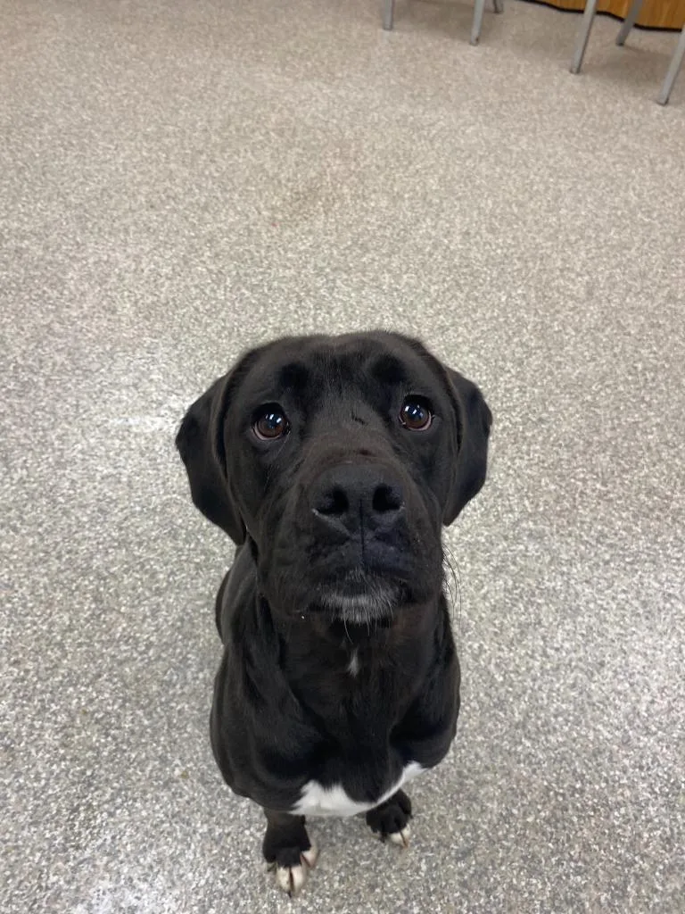 An adult medium-sized female Boxer dog named Betty Lou for adoption in Findlay, OH