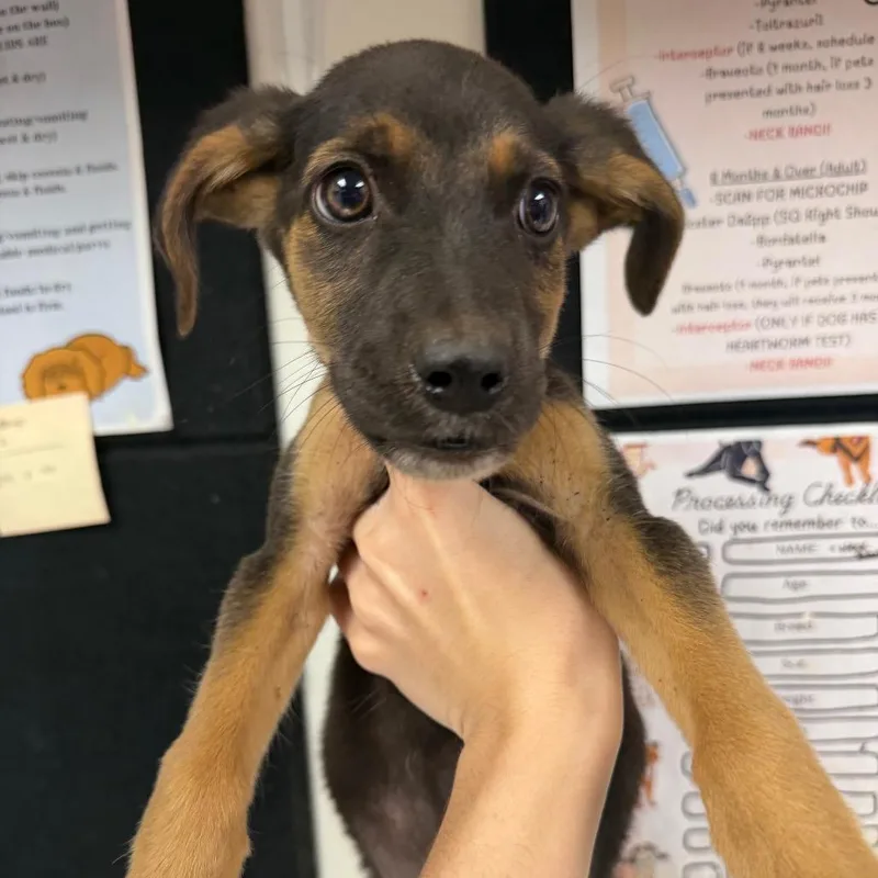 A baby small-sized female Shepherd dog named Lucille for adoption in Parrish, AL