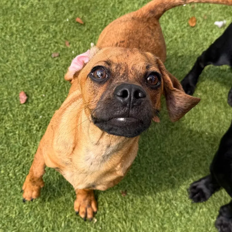 A young small-sized male Brindle Dachshund dog named Dusty for adoption in LOXAHATCHEE, FL