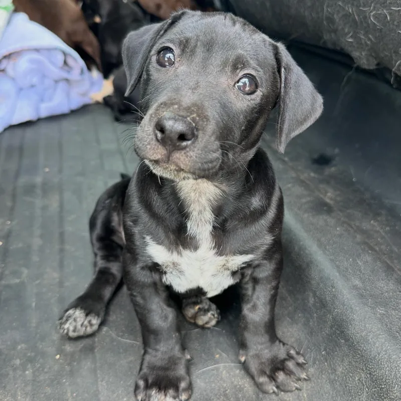 A baby medium-sized male Black Mixed Breed dog named Havoc for adoption in Columbiana, AL