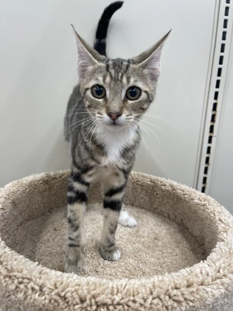 Lucyportofino Petsmart