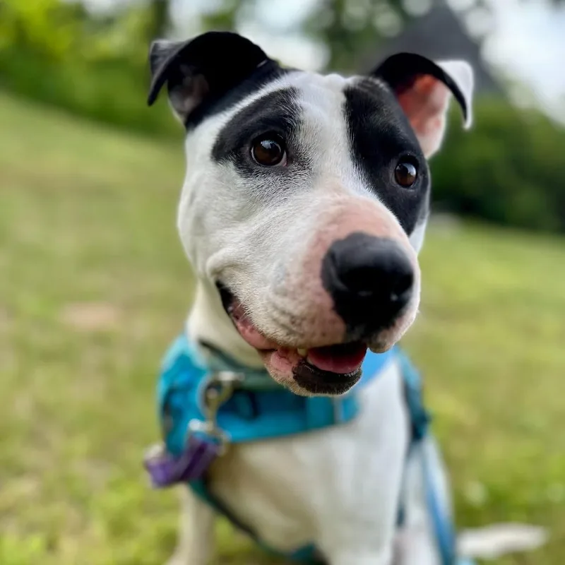 An adult medium-sized female Mixed Breed dog named Maizie for adoption in Barrington, NH