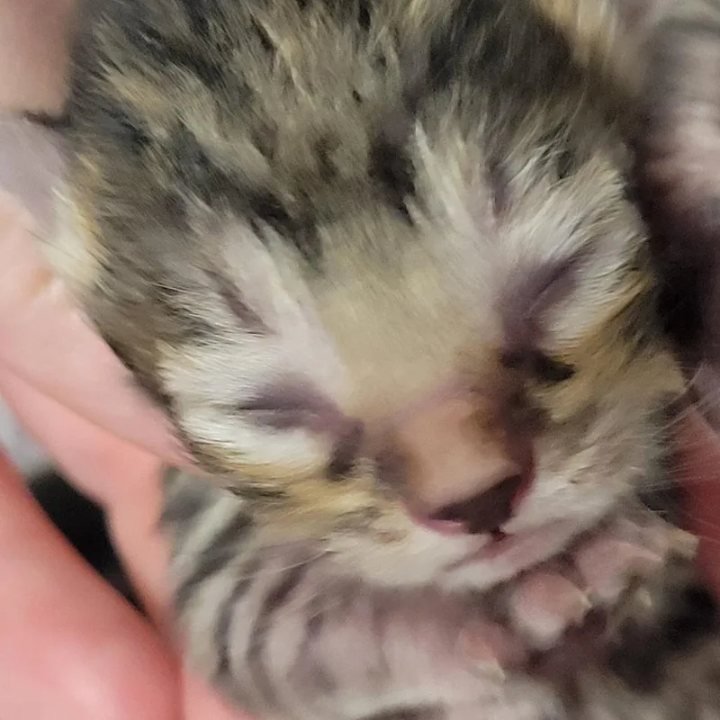 A baby small-sized male Brown / Chocolate Domestic Short Hair cat named Peter for adoption in Milan, IL