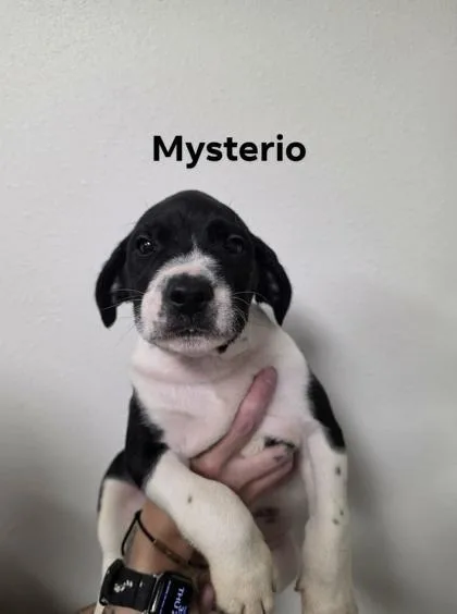 Mysterio