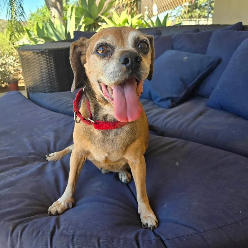 Puggle