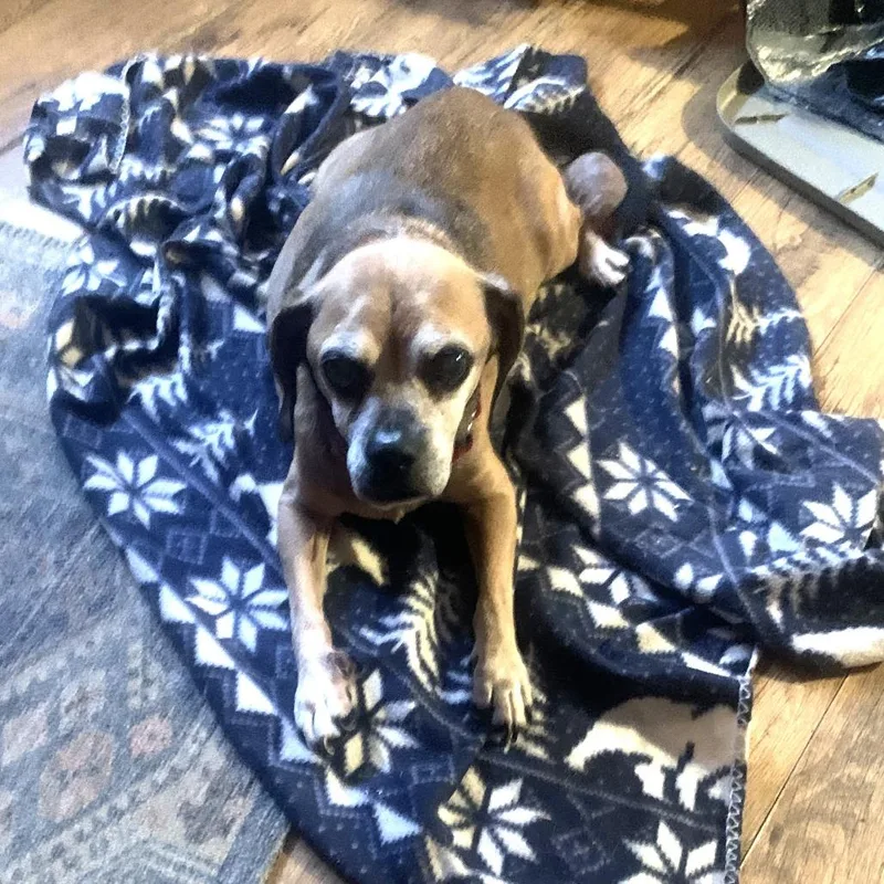 Puggle thumbnail 2