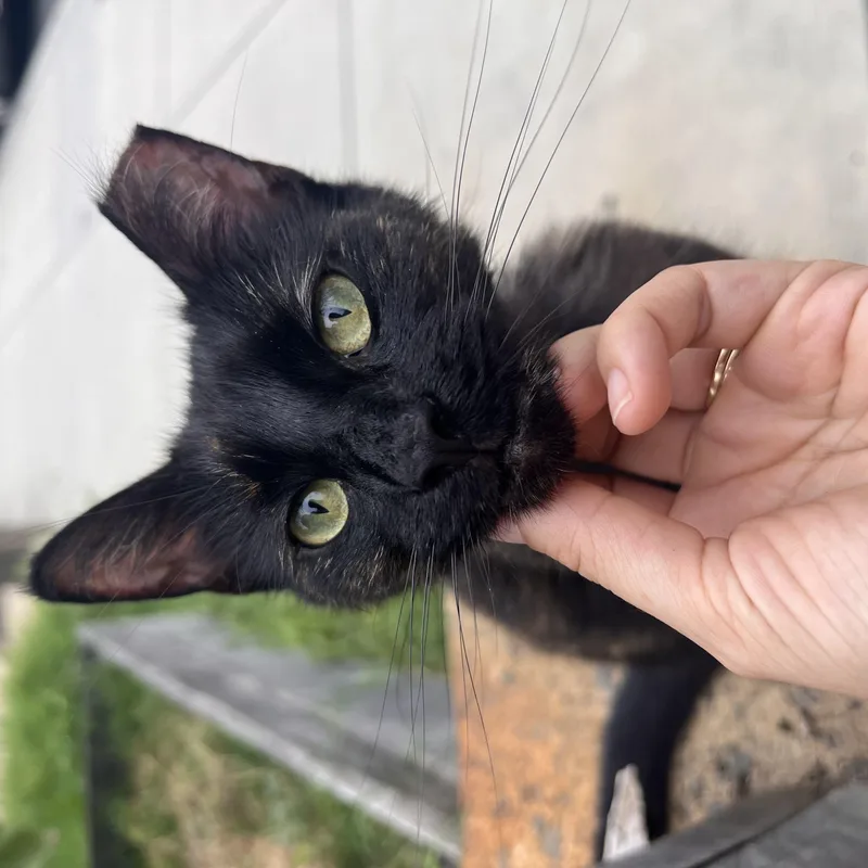 A young medium-sized female Dilute Tortoiseshell Domestic Short Hair cat named Stevie Nicks for adoption in Philadelphia, PA