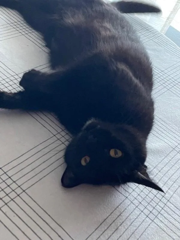 An adult medium-sized female Domestic Short Hair cat named Garnett for adoption in San Diego, CA