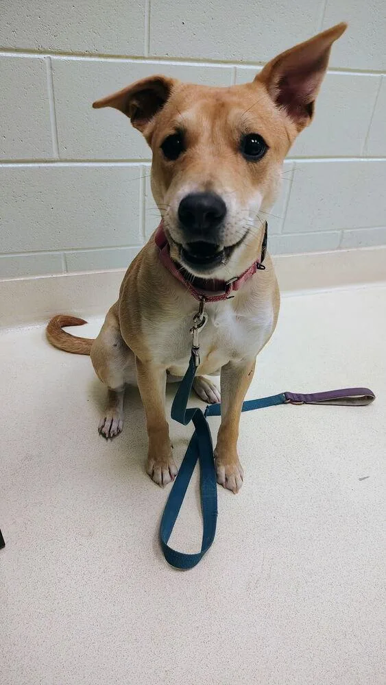 An adult medium-sized female White / Cream Labrador Retriever dog named Lindsey Buckingham for adoption in Kalamazoo, MI