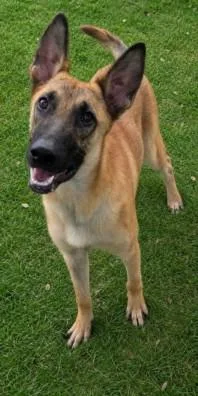 A young large-sized male Belgian Shepherd / Malinois dog named Fizz for adoption in Texas City, TX