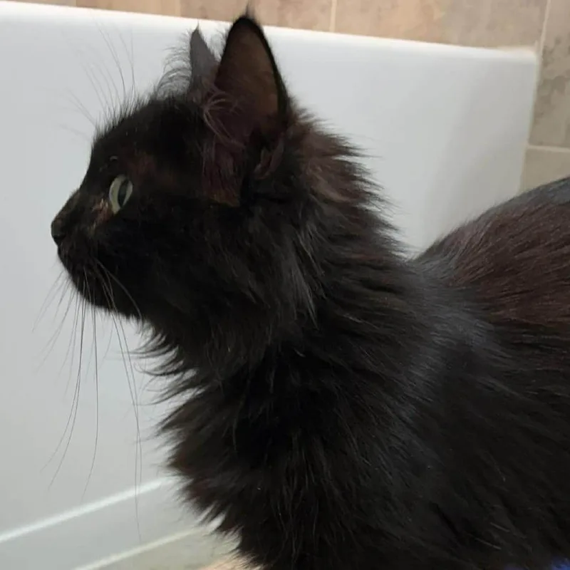 An adult small-sized female Black Domestic Long Hair cat named Calypso for adoption in Winchester, VA
