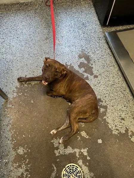 An adult large-sized female Pit Bull Terrier dog named Lucy Lou for adoption in Mobile, AL