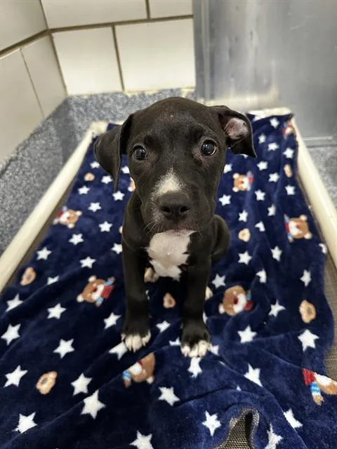 A baby small-sized female Mixed Breed dog named A for adoption in Charlotte, NC