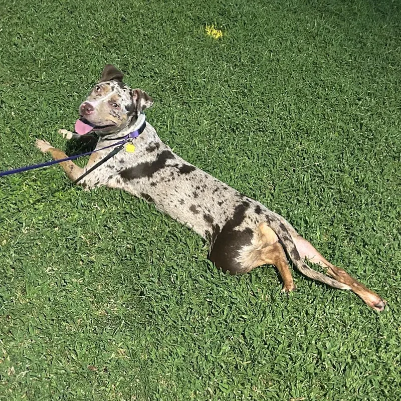 Dot