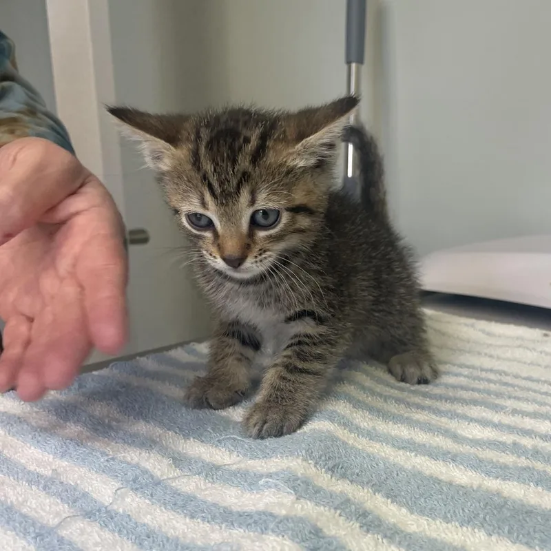 A baby small-sized female Domestic Short Hair cat named Aria for adoption in Cumming, GA