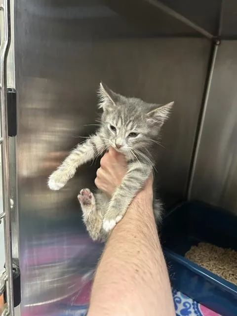 A baby medium-sized male Gray / Blue / Silver Domestic Short Hair cat named Sweetums for adoption in Muskegon, MI