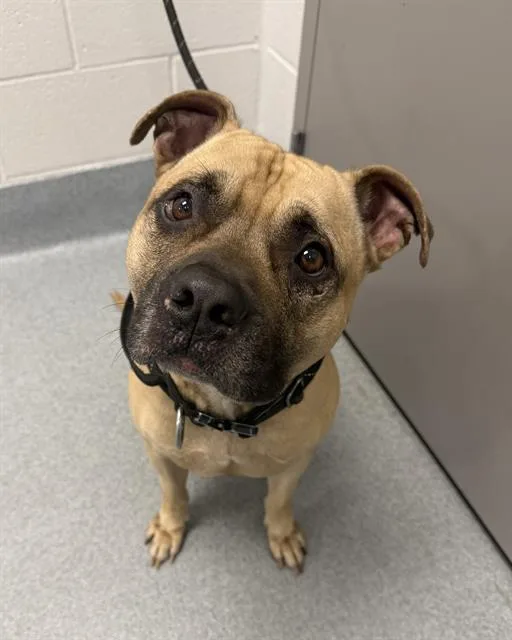 An adult large-sized male Pit Bull Terrier dog named Blastoise for adoption in Indianapolis, IN