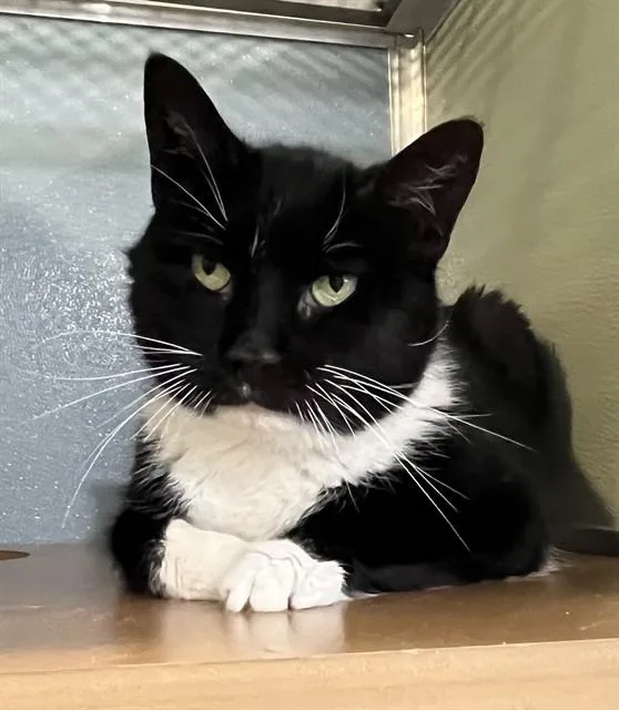 An adult small-sized male Domestic Short Hair cat named Zelic for adoption in Westminster, MD