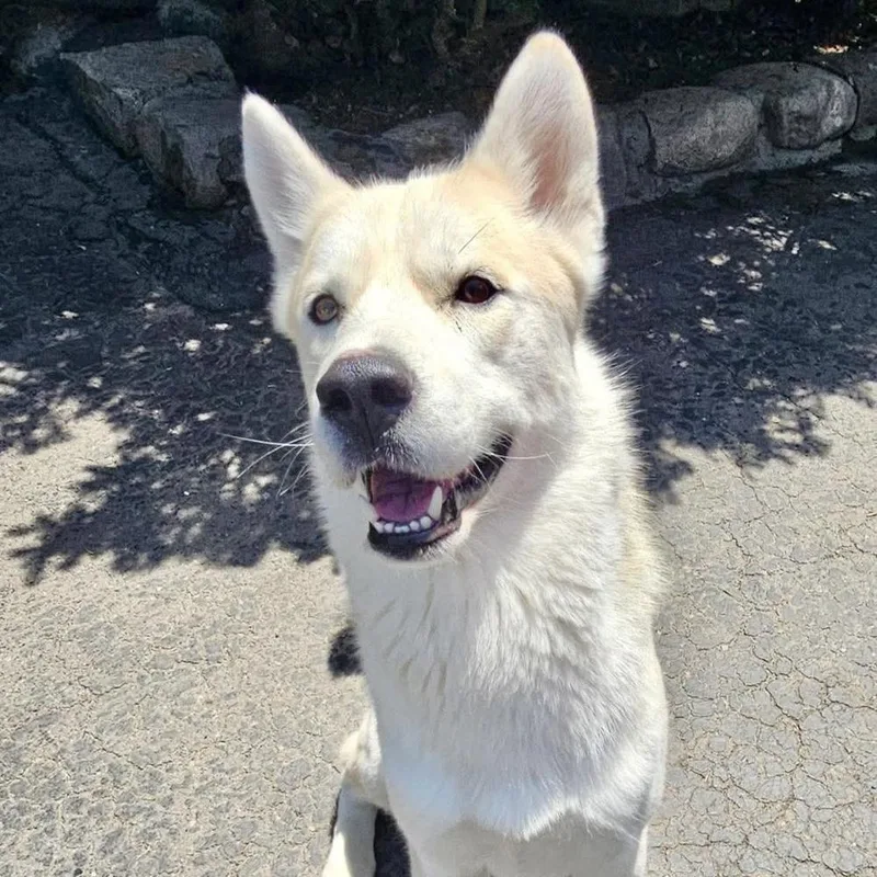 A young large-sized male White / Cream Husky dog named Cosmo for adoption in Groveland, MA