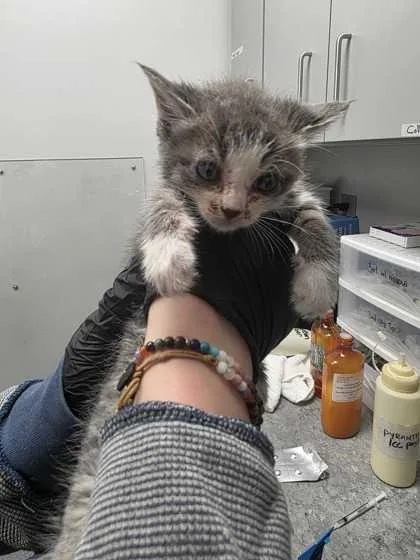A baby small-sized female Domestic Short Hair cat named Sheddington for adoption in Sevierville, TN