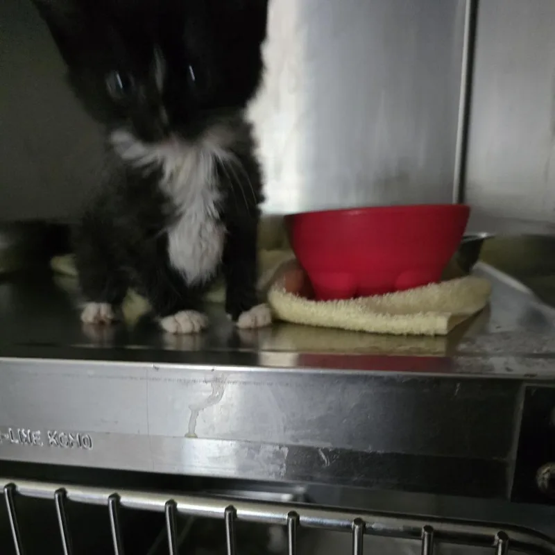 A baby small-sized female Domestic Short Hair cat named Jill for adoption in Horn Lake, MS