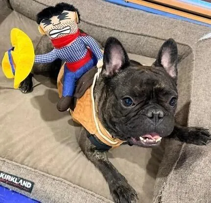 An adult medium-sized male French Bulldog dog named Odie for adoption in Dallas, TX