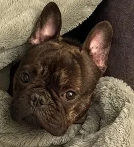 Odie thumbnail 2