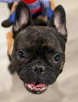 Odie thumbnail 5