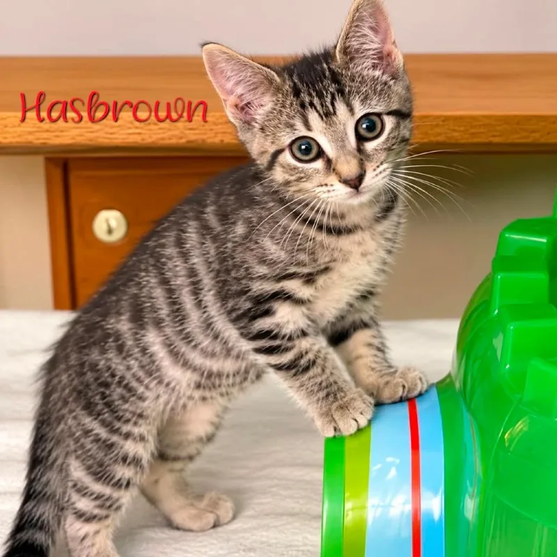 A baby small-sized female Brown / Chocolate Domestic Short Hair cat named Hashbrown for adoption in Parkersburg, WV