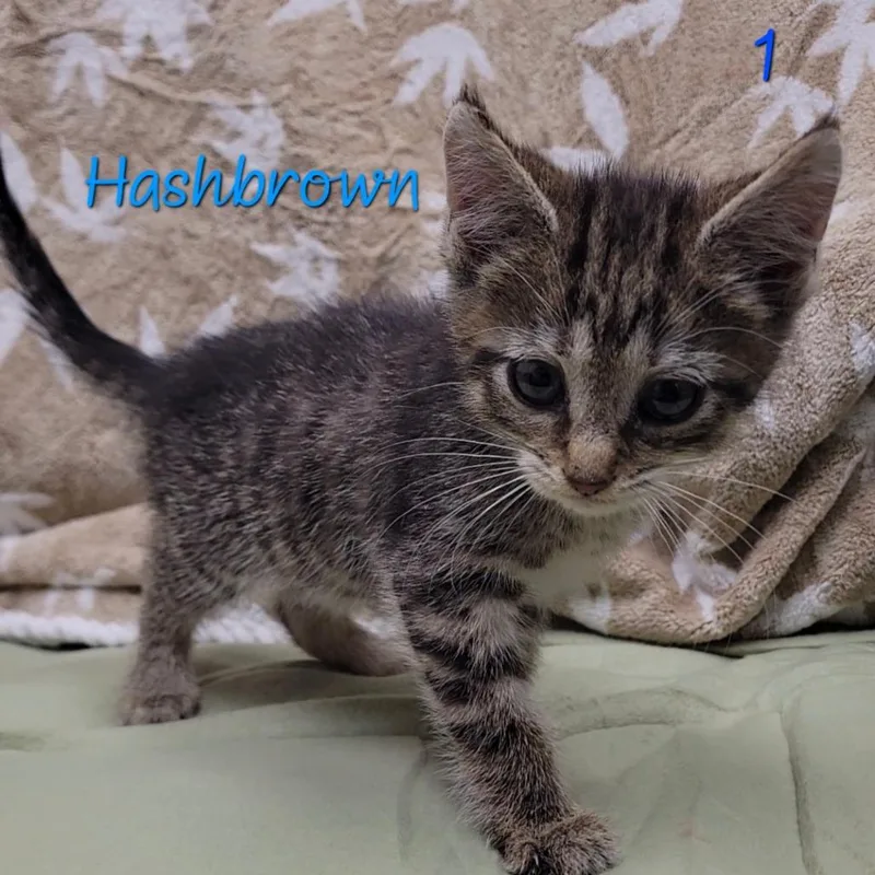 Hashbrown thumbnail 2