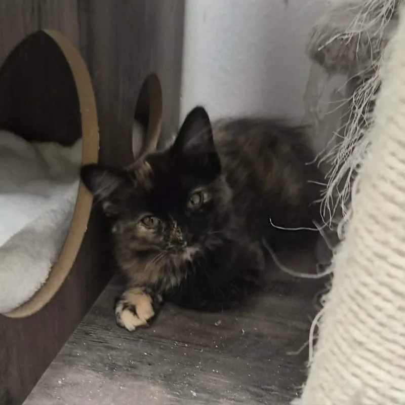 A baby small-sized female Black Manx cat named Jo for adoption in Las Cruces, NM