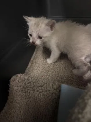 Mocha