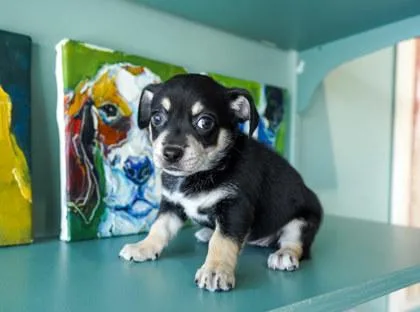 A baby small-sized female Rat Terrier dog named Nikki for adoption in San Antonio, TX