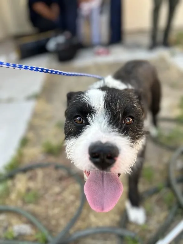 A young medium-sized male Scottish Terrier dog named Doofy for adoption in Victorville, CA