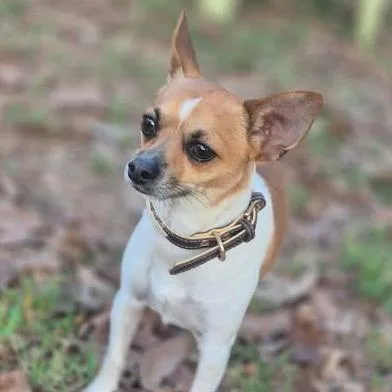 A young small-sized male Brown / Chocolate Chihuahua dog named Brutus for adoption in Dover, AR