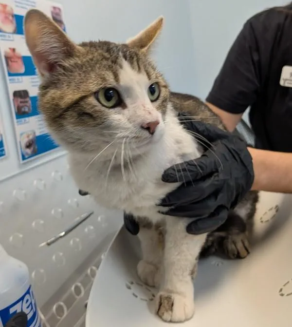Working Cat  Kalahari