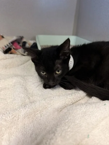 A baby medium-sized female Domestic Medium Hair cat named Starlight for adoption in Napa, CA