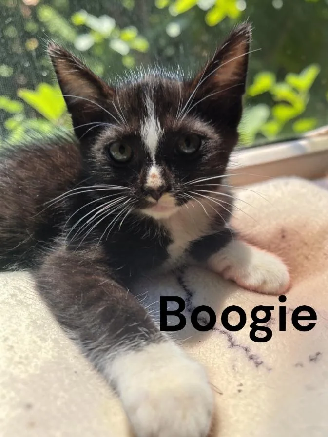 Boogie thumbnail 2
