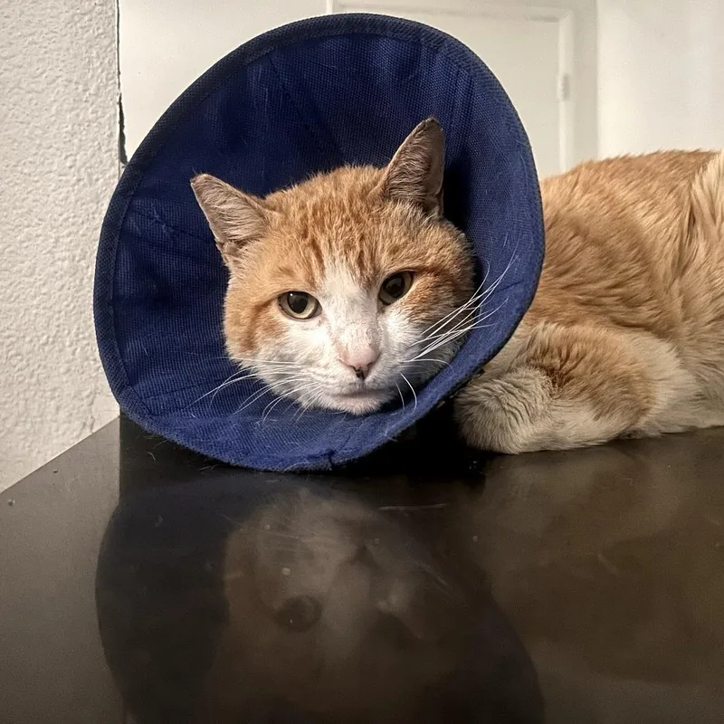 An adult medium-sized male White Domestic Short Hair cat named Irish for adoption in Los Angeles, CA