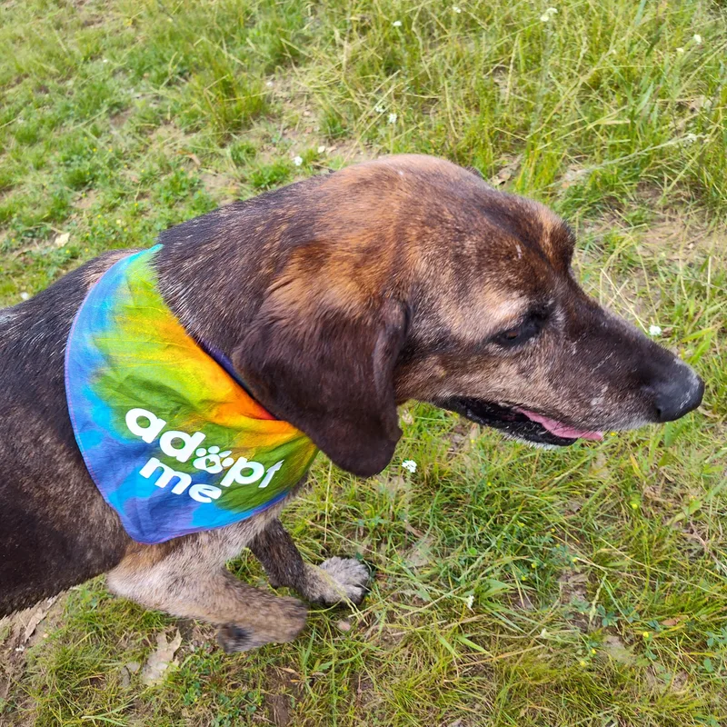 A senior large-sized male Brindle Hound dog named Dax for adoption in Stockbridge, MI