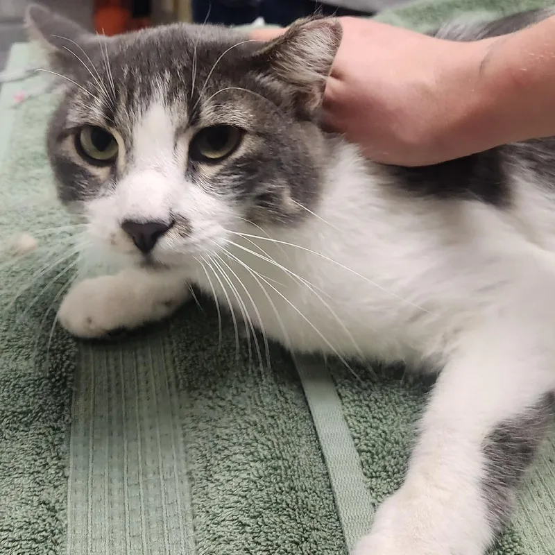 A young large-sized male Domestic Short Hair cat named Neo for adoption in Murray, UT