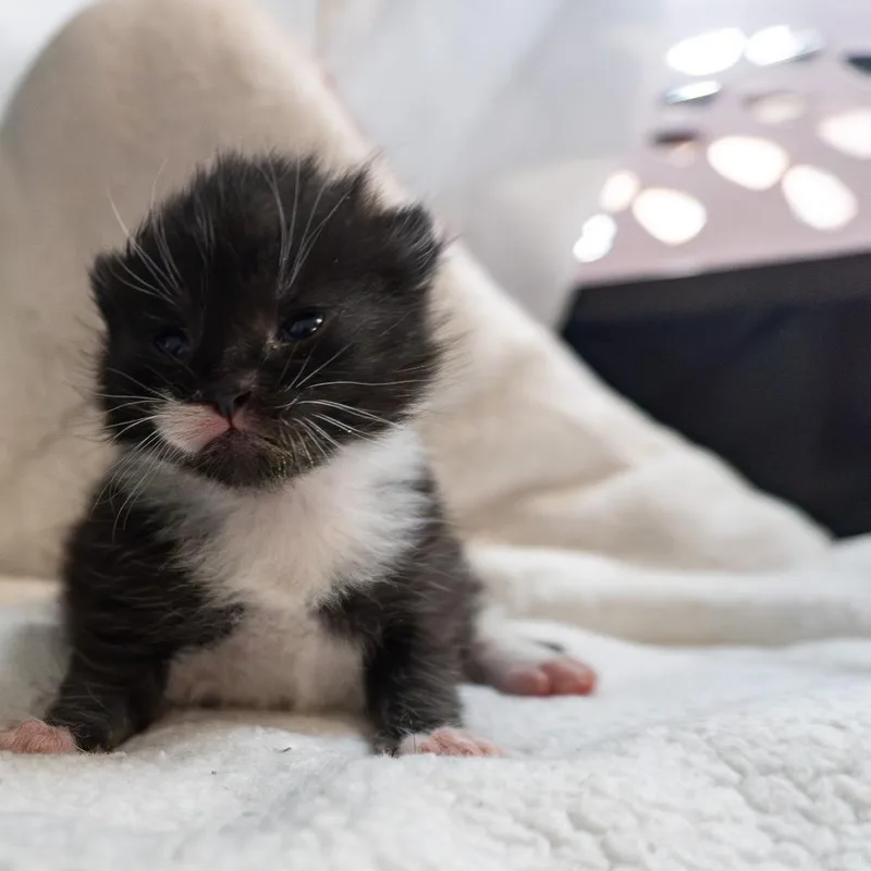 A baby small-sized female Black Domestic Short Hair cat named Susan for adoption in Asheville, NC