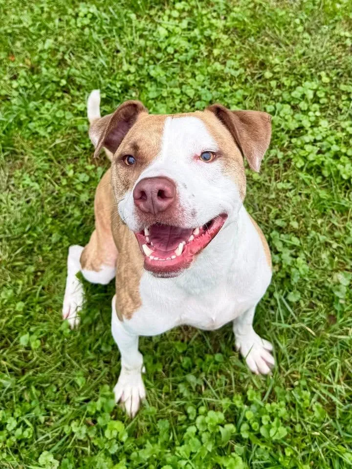 An adult large-sized male Mixed Breed dog named Dallas for adoption in Wooster, OH