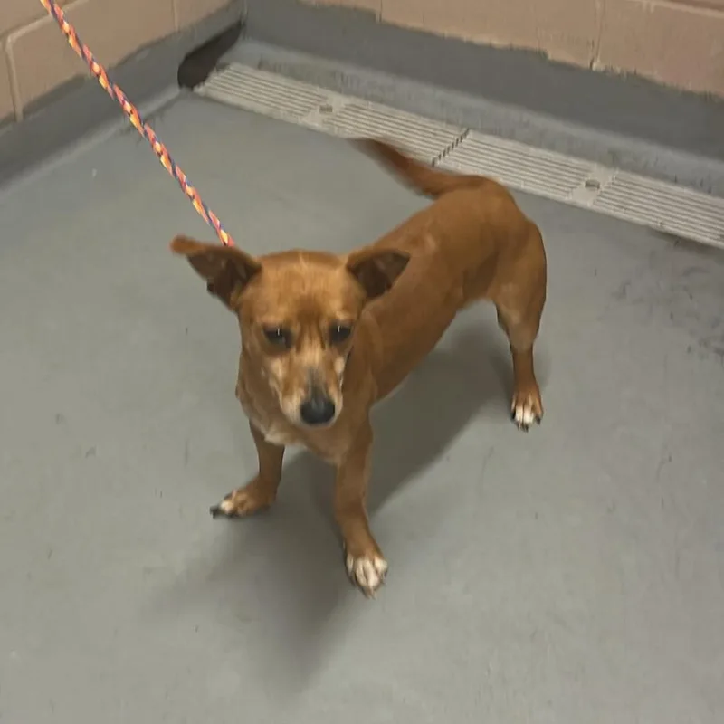An adult small-sized male Red / Chestnut / Orange Chihuahua dog named Bromine for adoption in Tacoma, WA