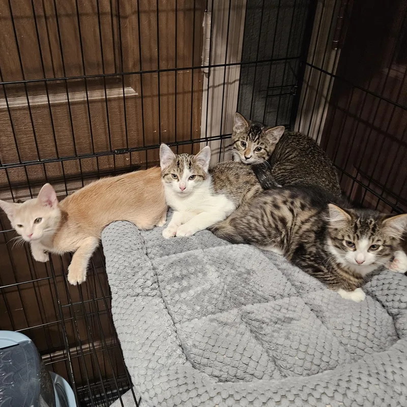 A baby medium-sized female Domestic Short Hair cat named Nala for adoption in Pottsboro, TX